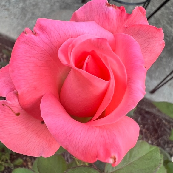 Meet your Posher, Jan - Picture 8 of 10